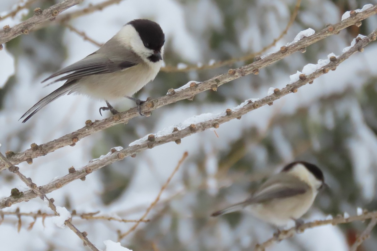 Willow Tit (Willow) - ML630061597
