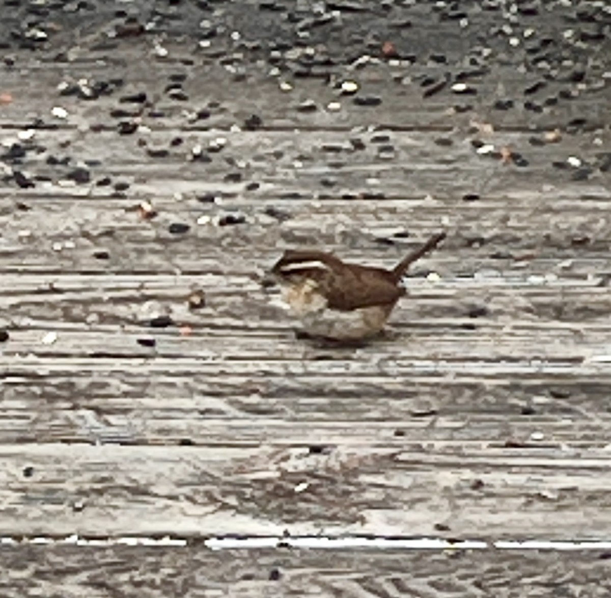 Carolina Wren - ML630061711