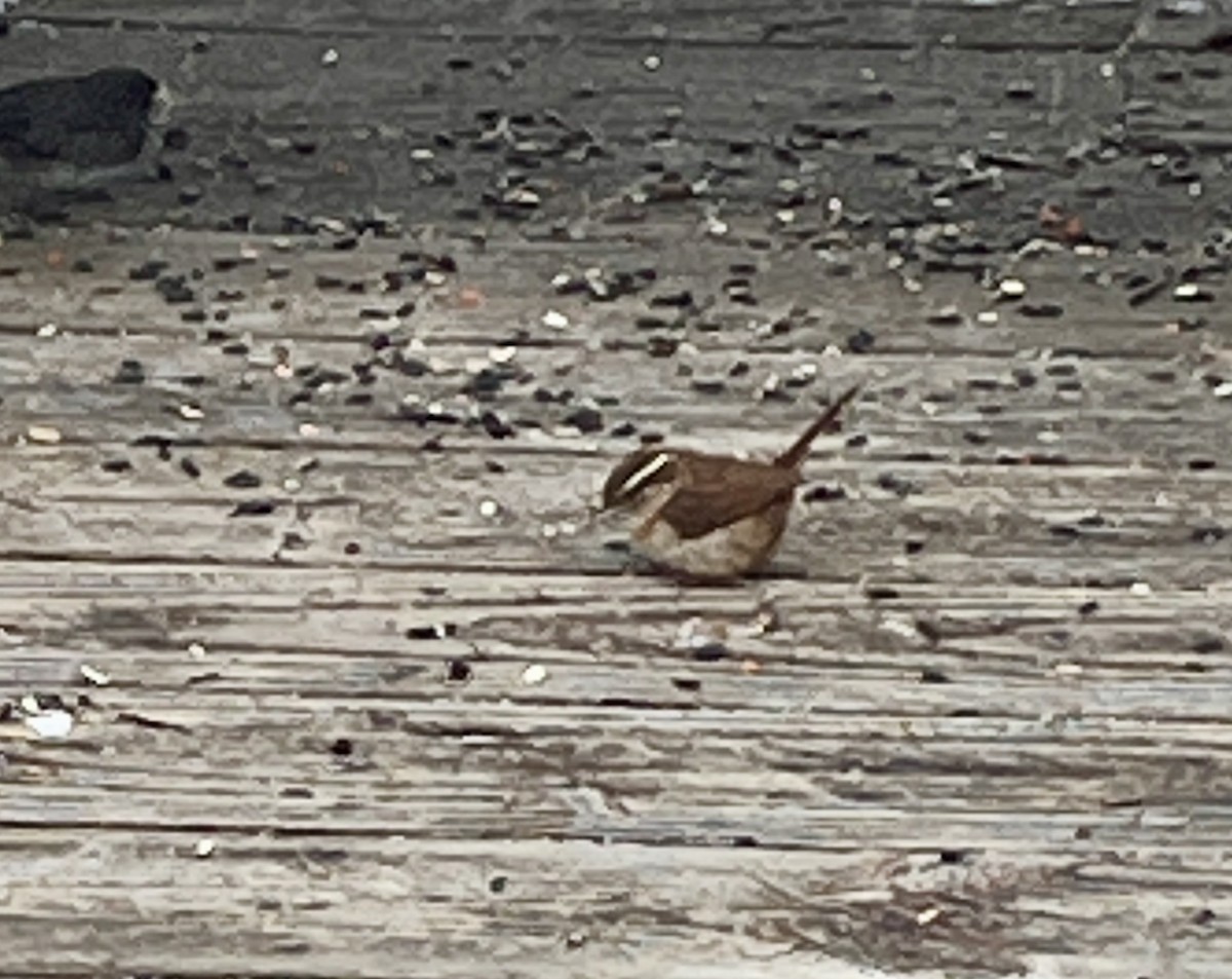 Carolina Wren - ML630061712