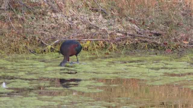 ibis hnědý - ML630061818