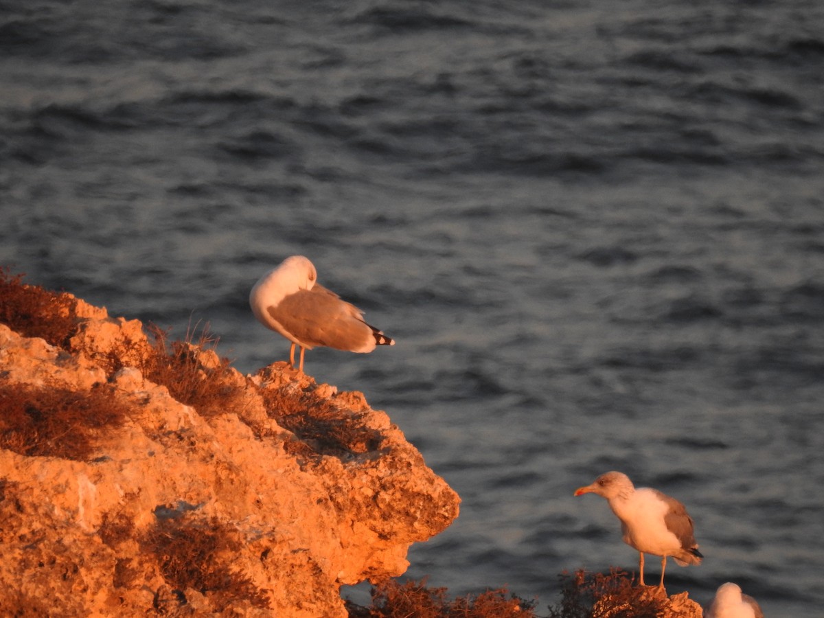 Goéland leucophée - ML630061849