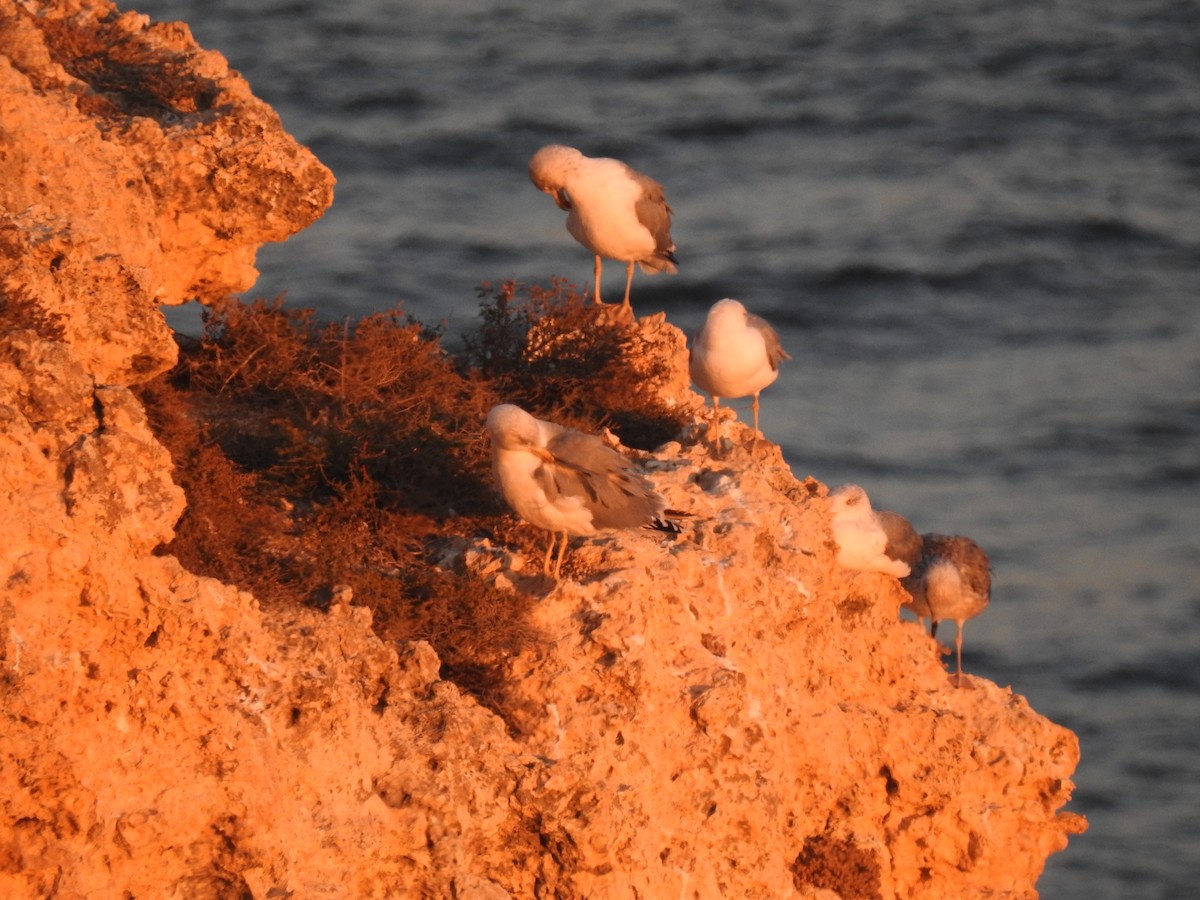 Goéland leucophée - ML630061850