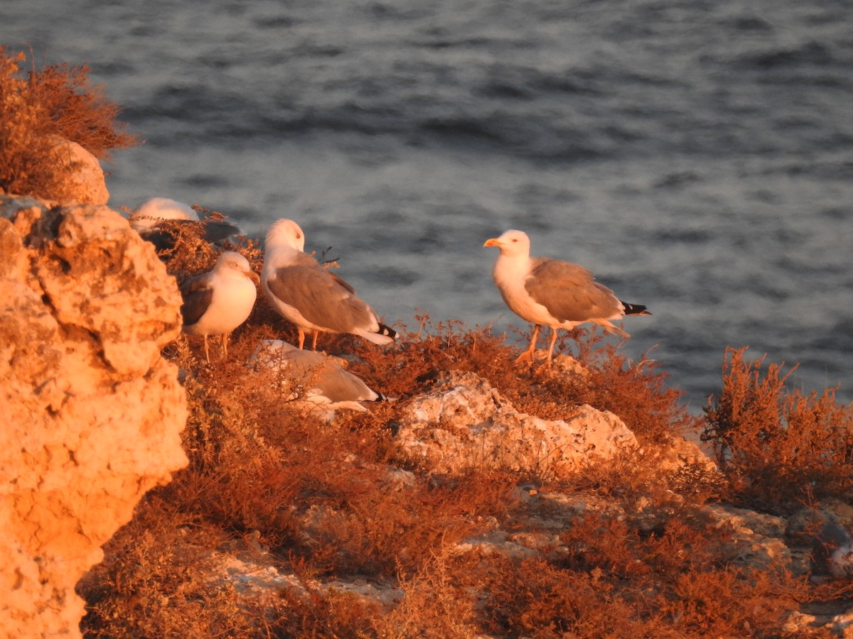Goéland leucophée - ML630061852