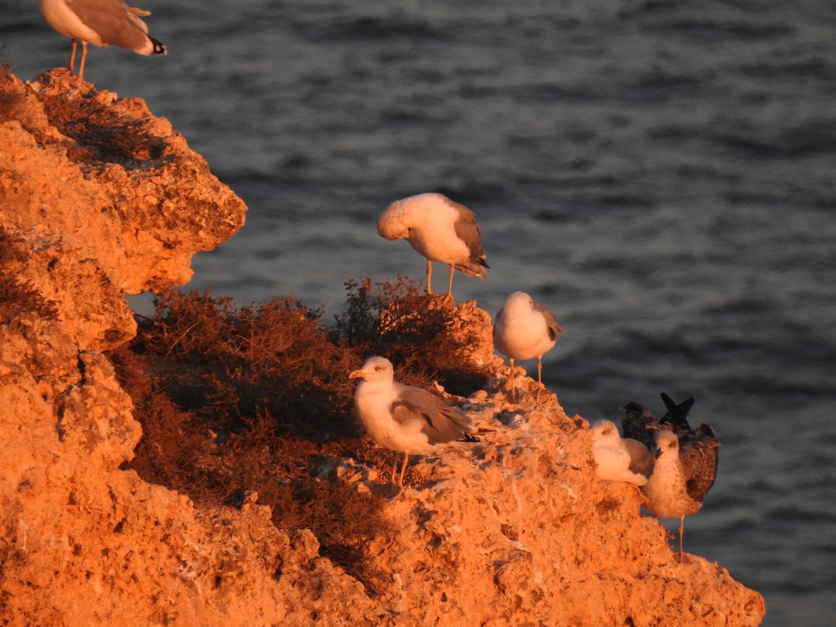 Goéland leucophée - ML630061854