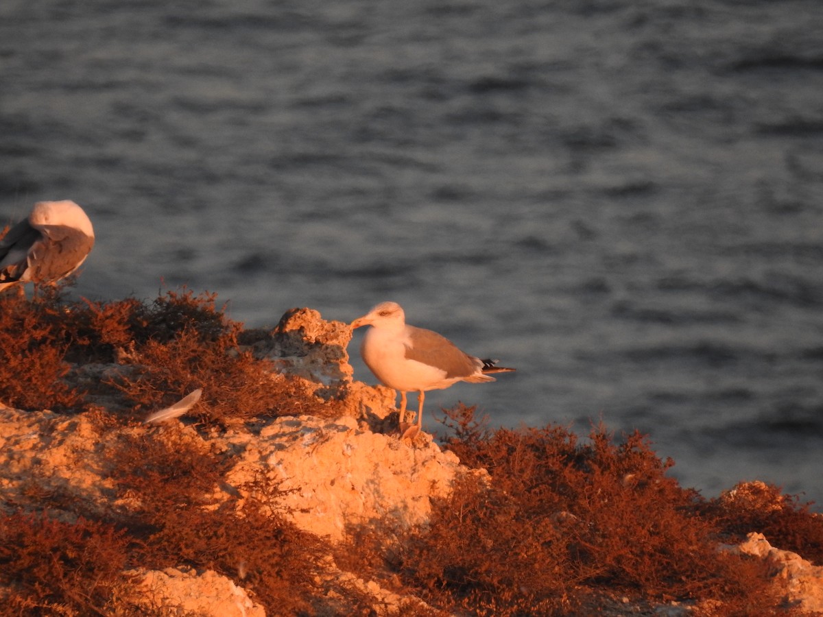 Goéland leucophée - ML630061856