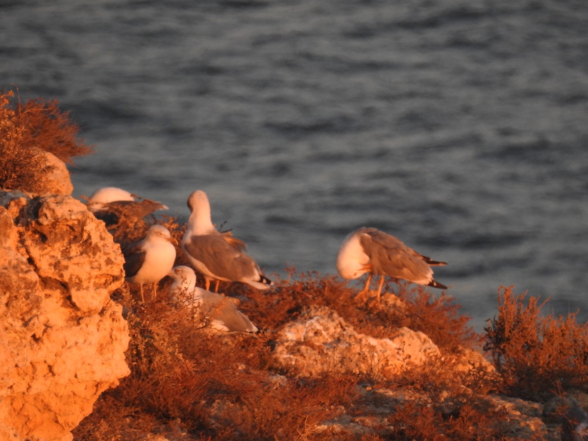 Goéland leucophée - ML630061857