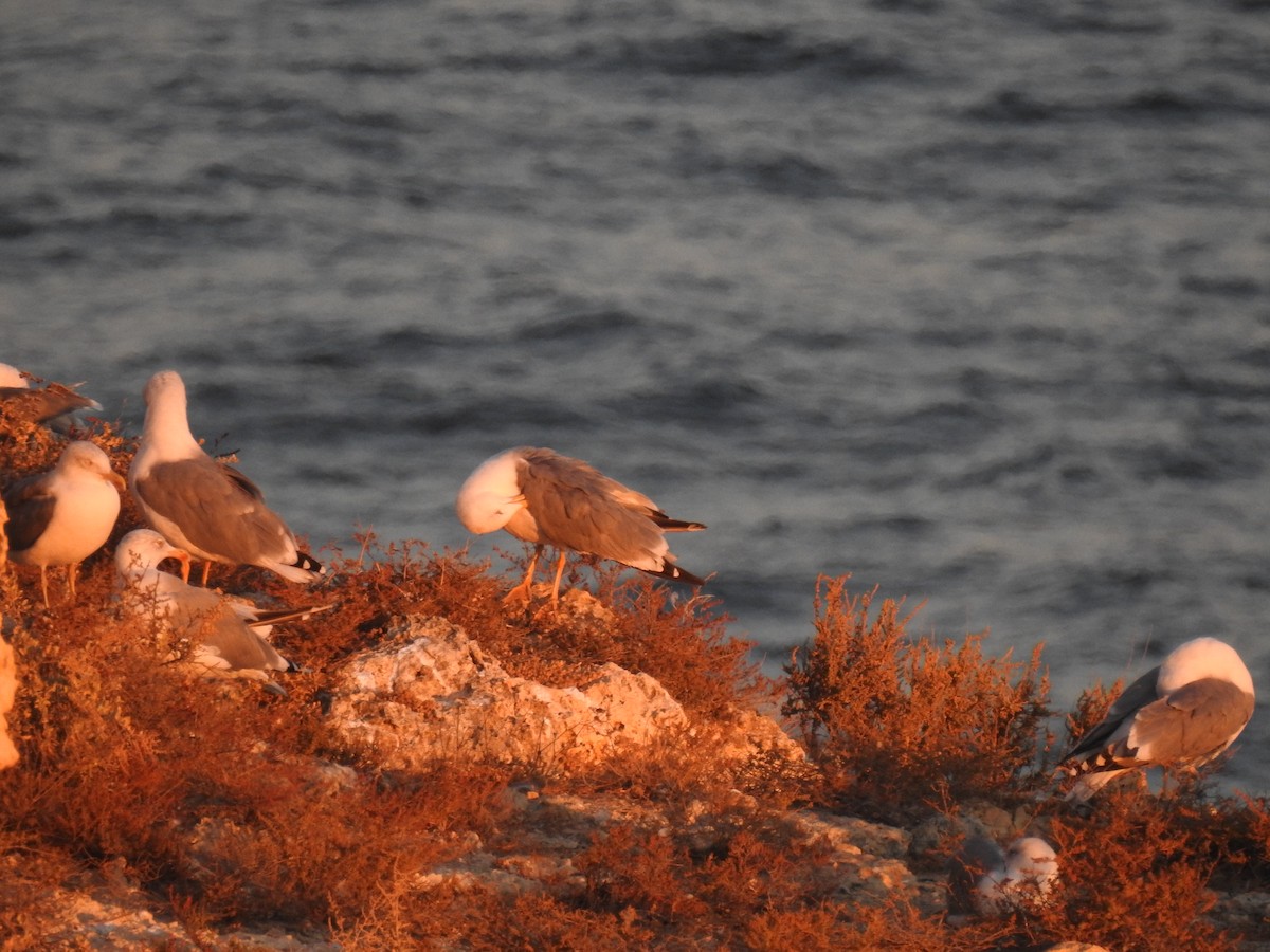 Goéland leucophée - ML630061859