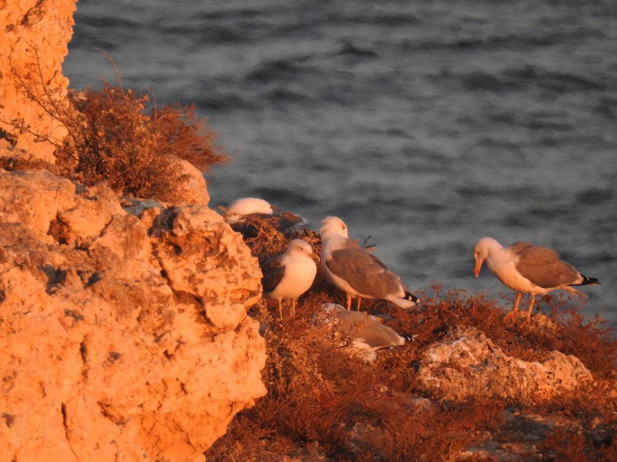 Goéland leucophée - ML630061860