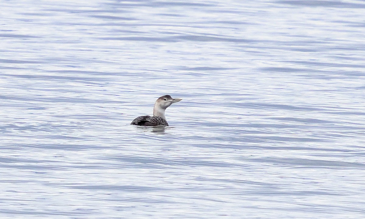 Yellow-billed Loon - ML630061942