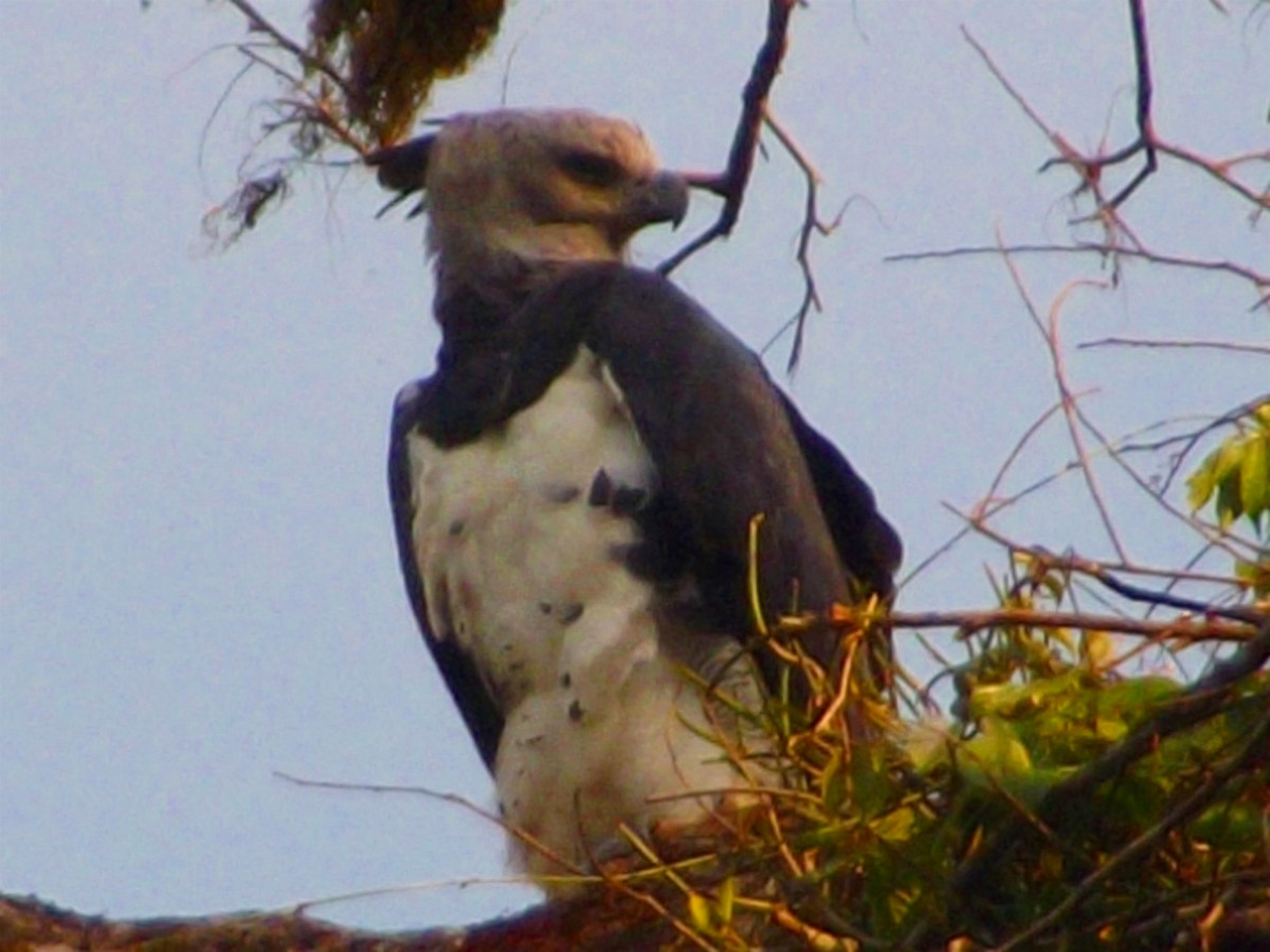 Harpie féroce - ML63006201