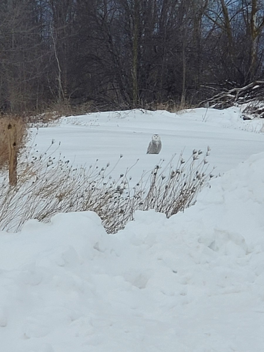 snøugle - ML630062015