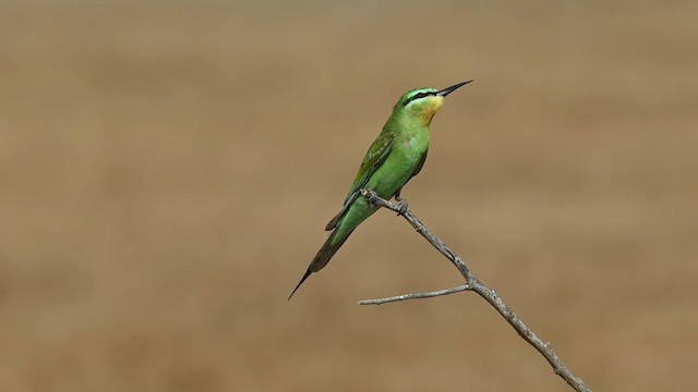 Yeşil Arıkuşu - ML630062080