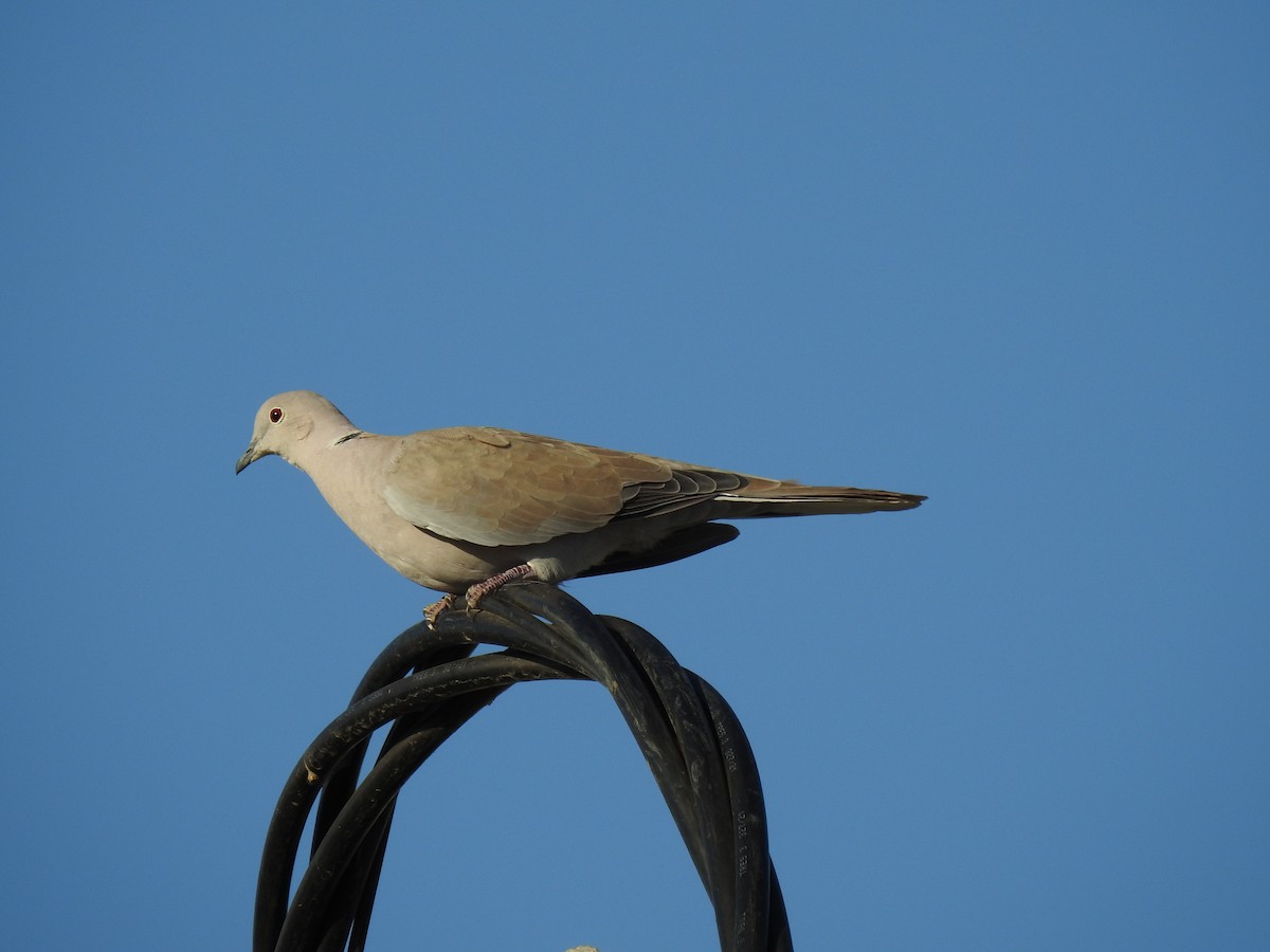 Eurasian Collared-Dove - ML630062112