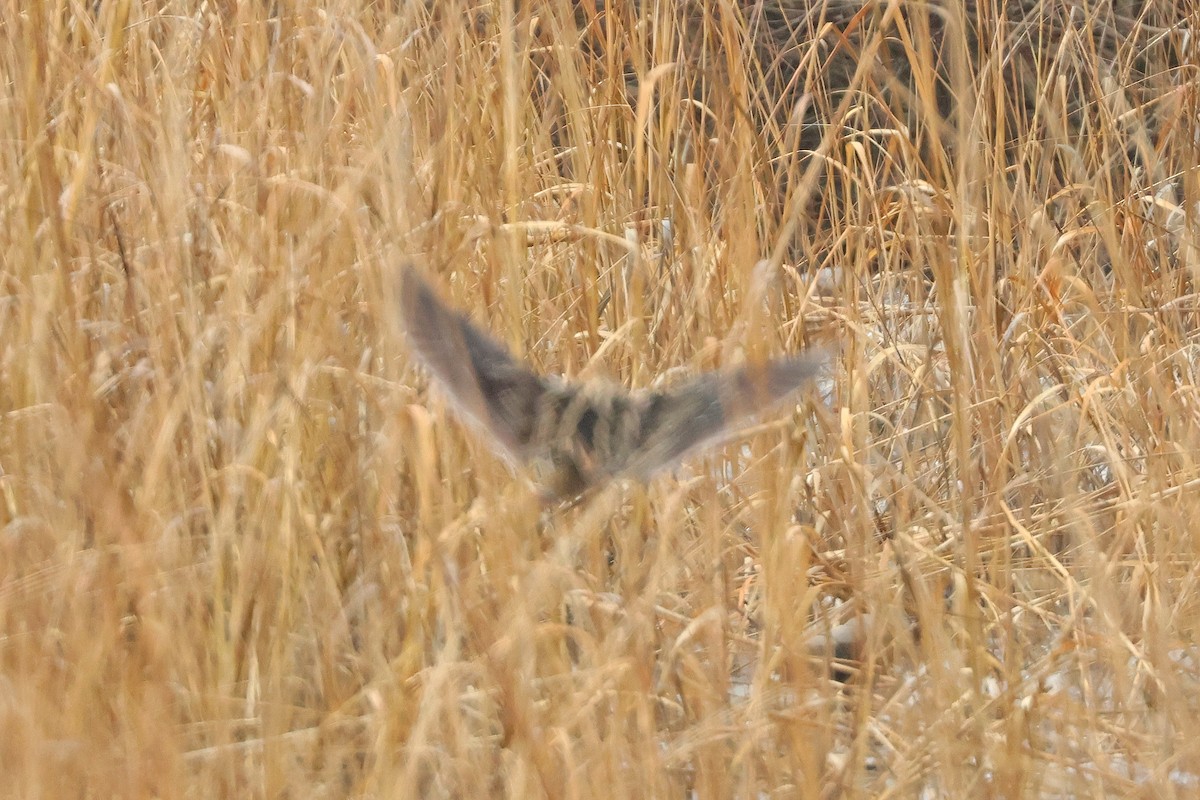 Wilson's Snipe - ML630062175