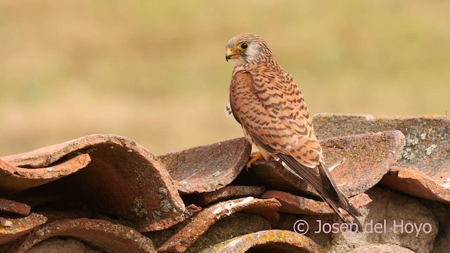 Lesser Kestrel - ML630062527