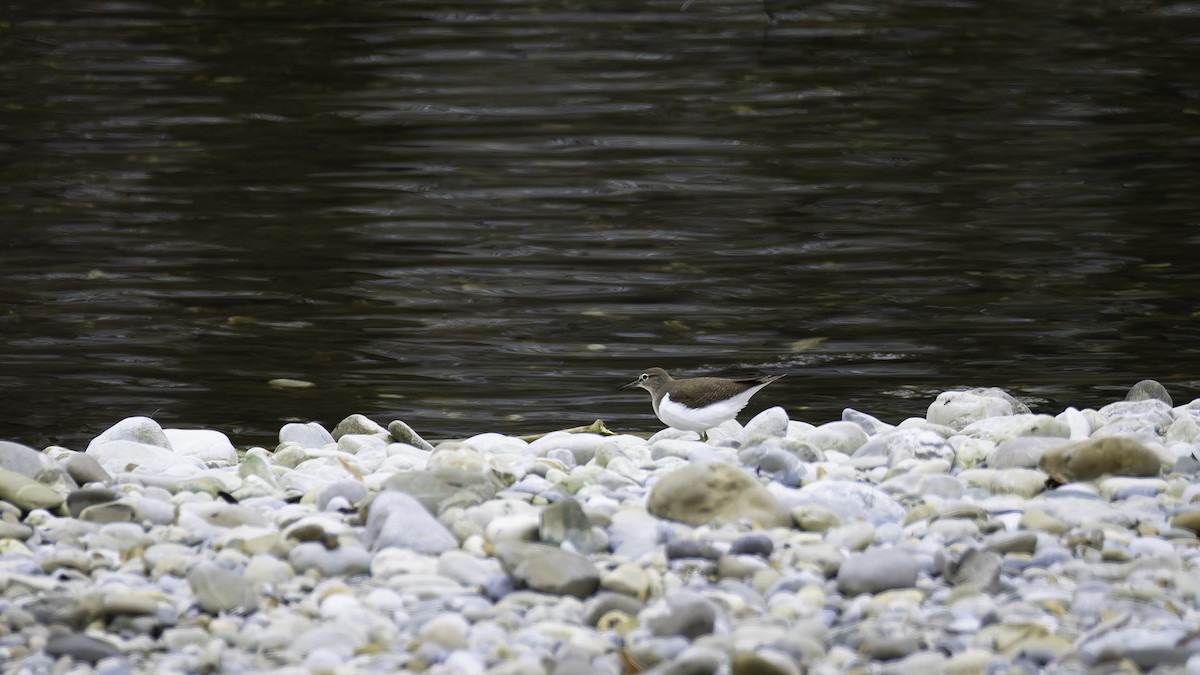 Common Sandpiper - ML630062533