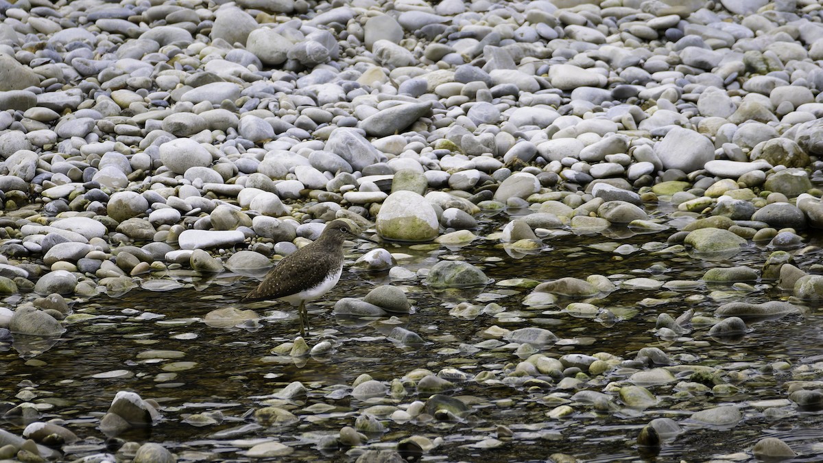 Green Sandpiper - ML630062562