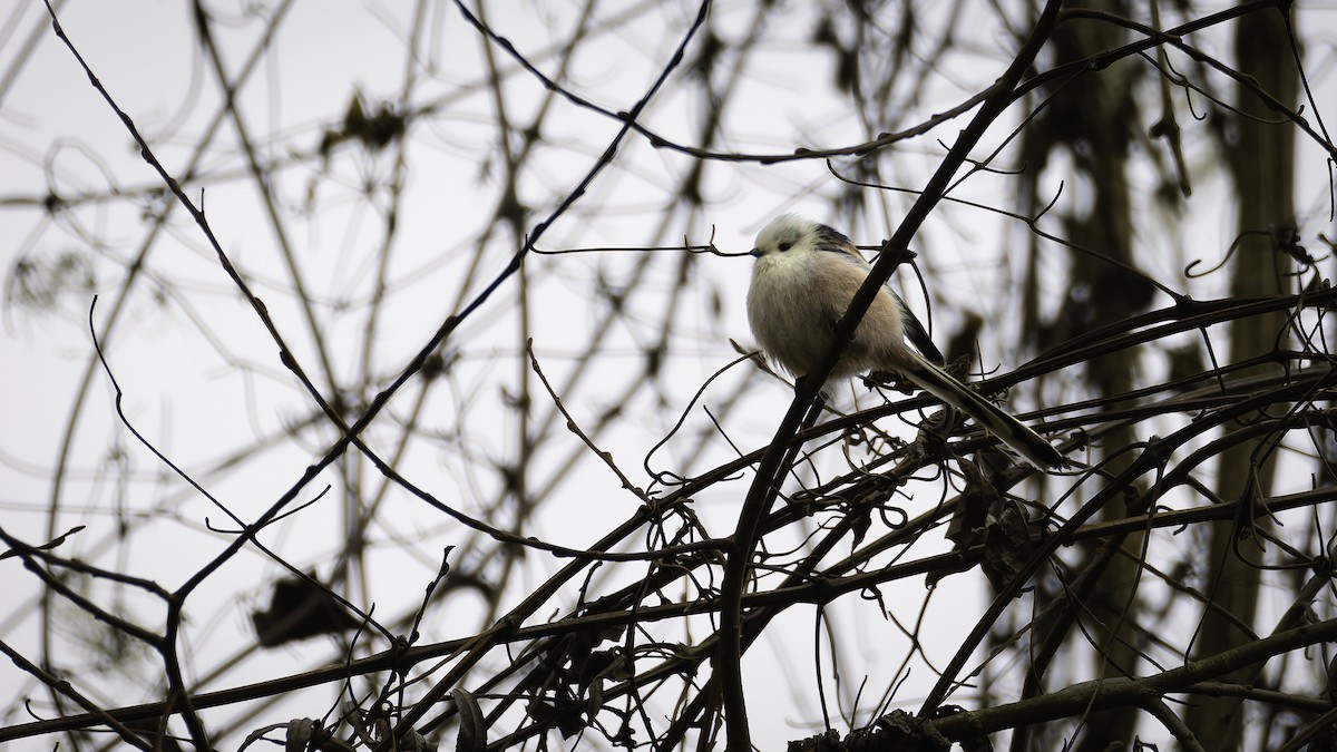 Long-tailed Tit - ML630062588