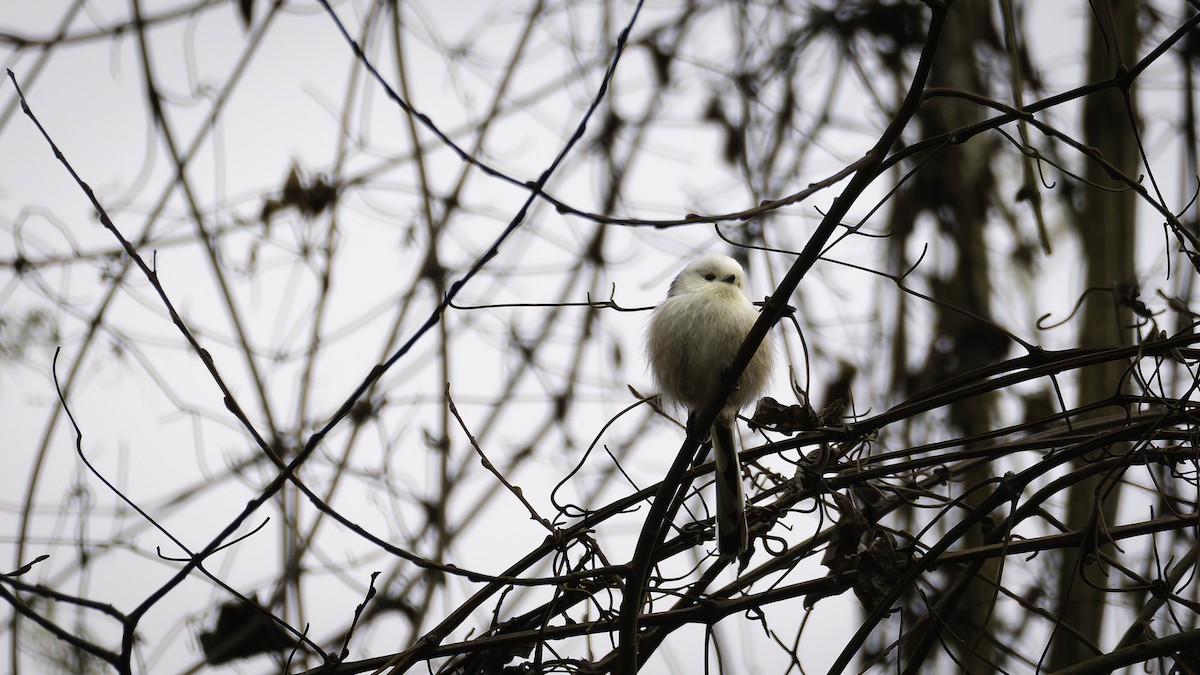 Long-tailed Tit - ML630062589