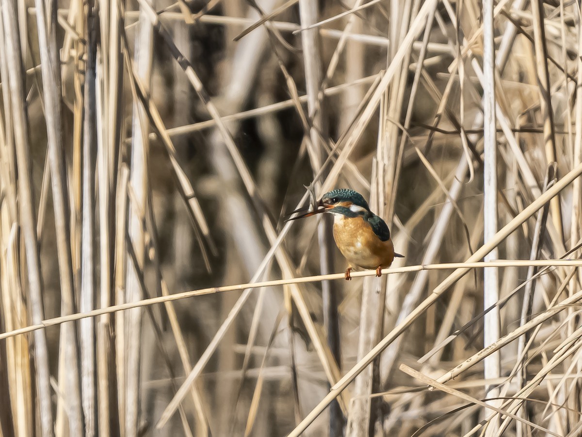 Common Kingfisher - ML630062817