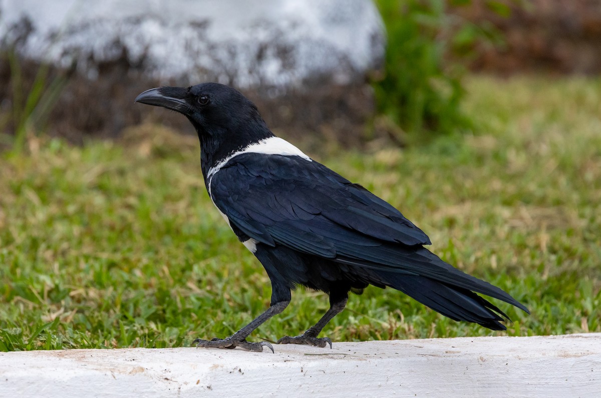 Pied Crow - ML630062892