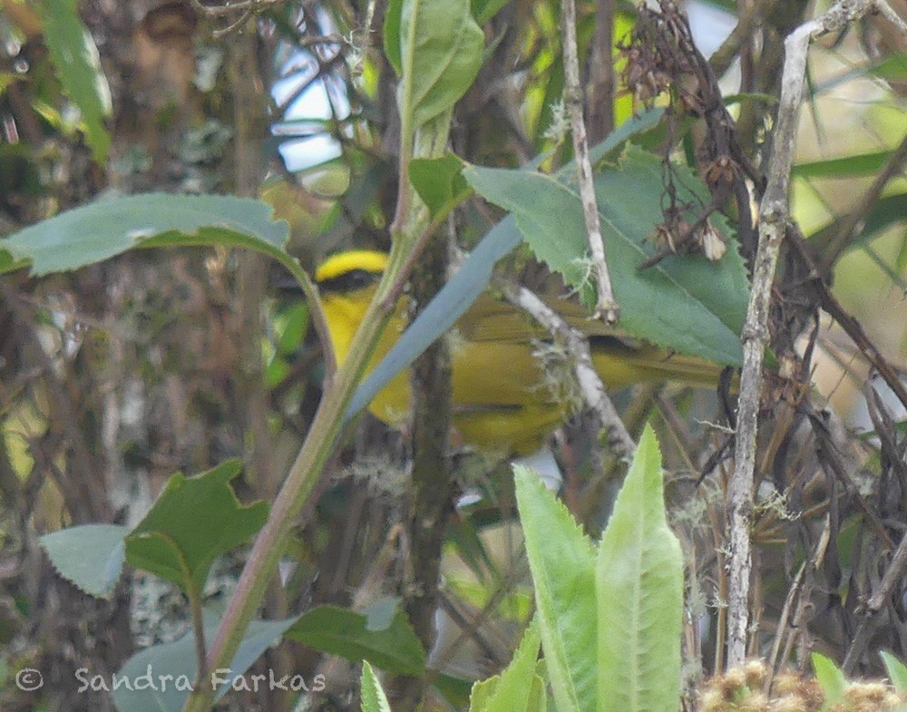 Citrine Warbler - ML630062972