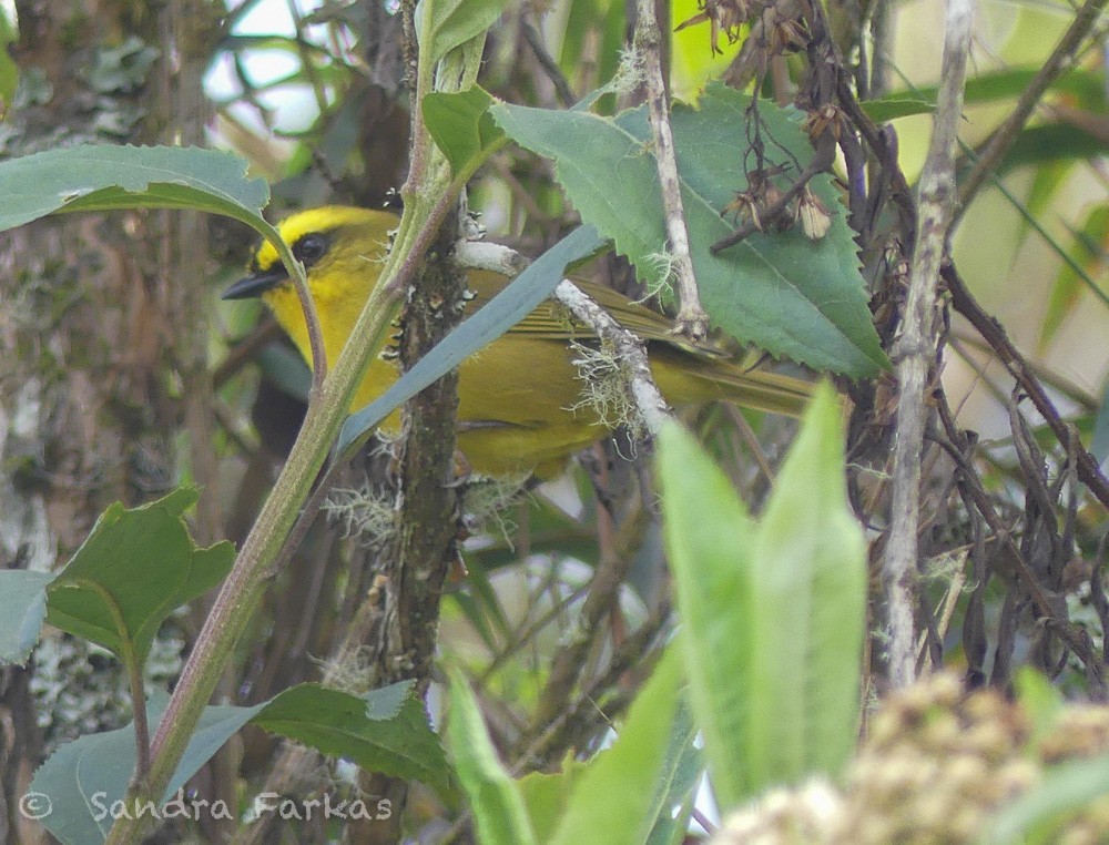 Citrine Warbler - ML630062973
