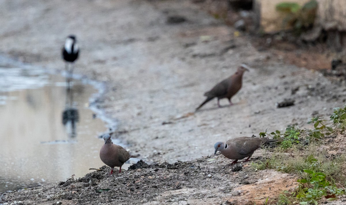 Mourning Collared-Dove - ML630062976