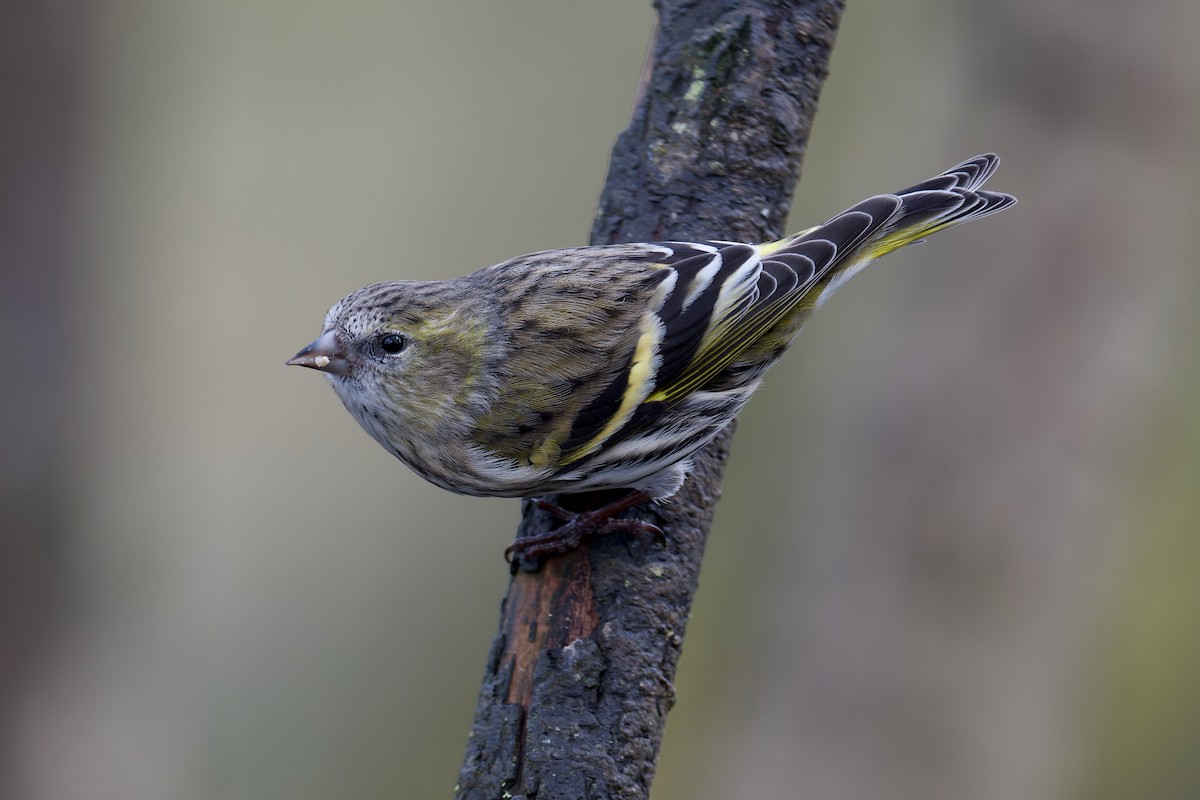 Эгэл ногоолзой - ML630063003