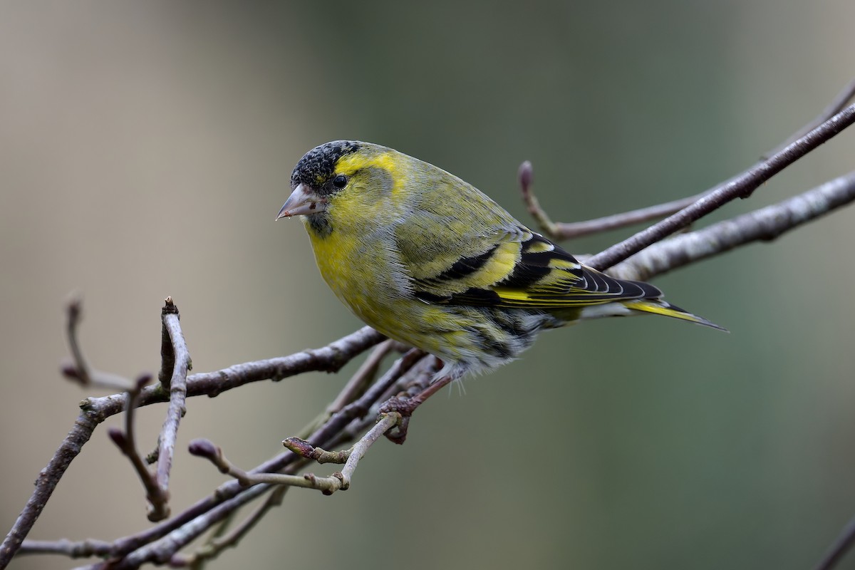 Эгэл ногоолзой - ML630063004