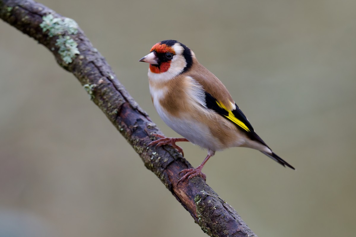 Бор бужирга - ML630063009