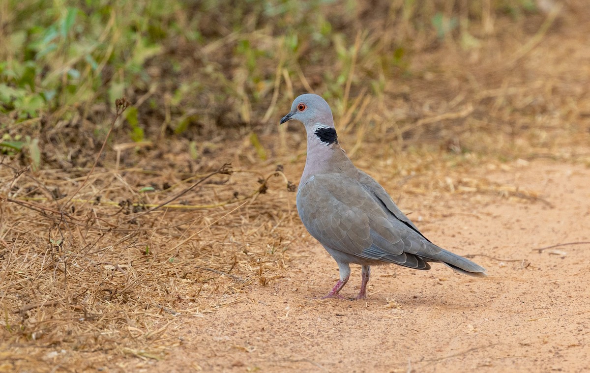 Mourning Collared-Dove - ML630063021