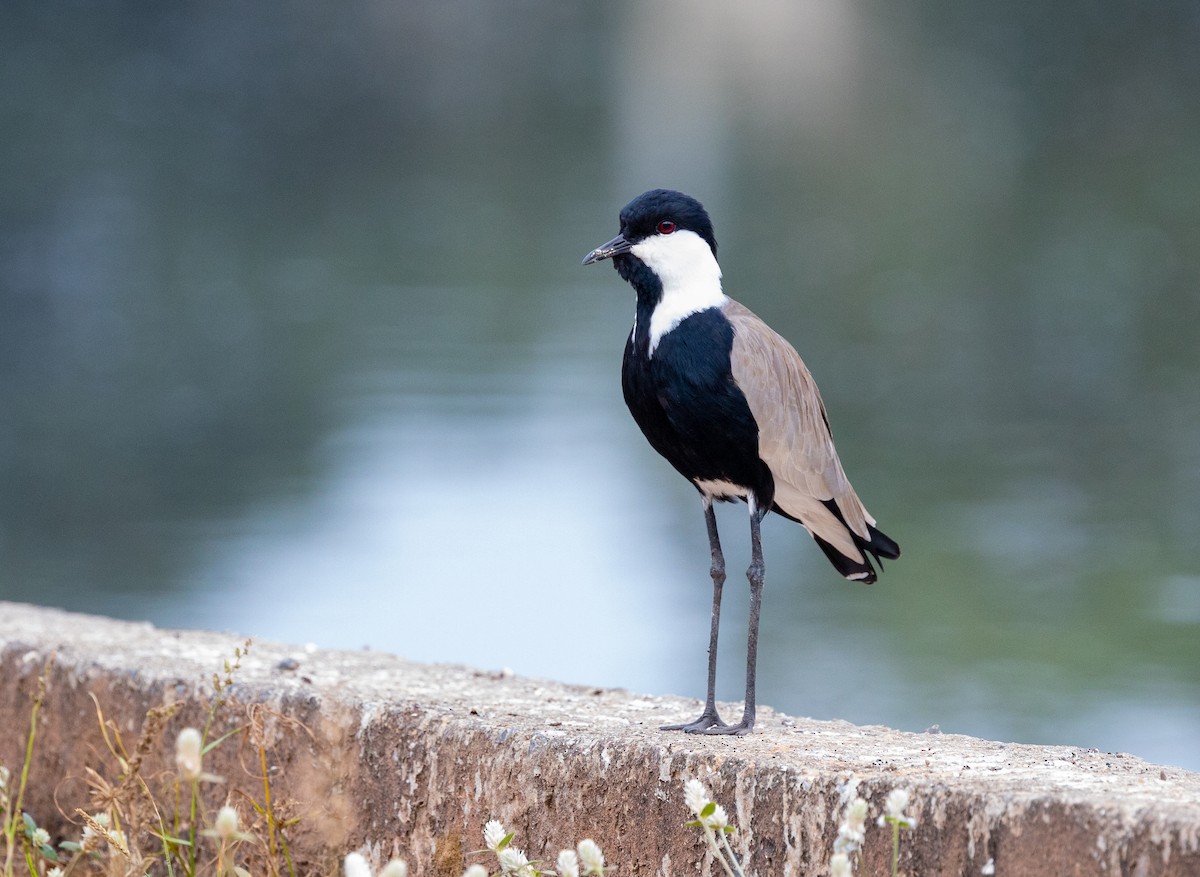 Spur-winged Lapwing - ML630063042