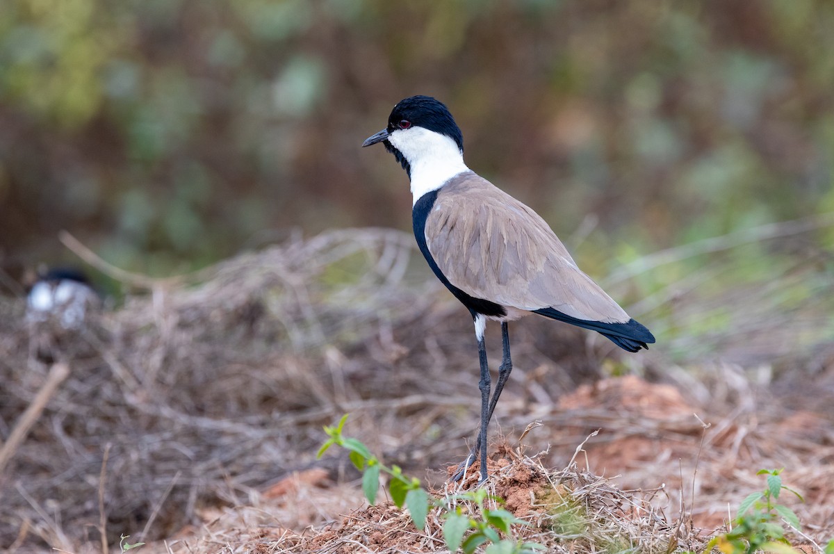Spur-winged Lapwing - ML630063043
