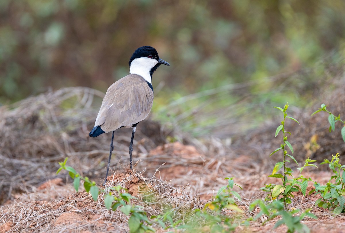 Spur-winged Lapwing - ML630063045