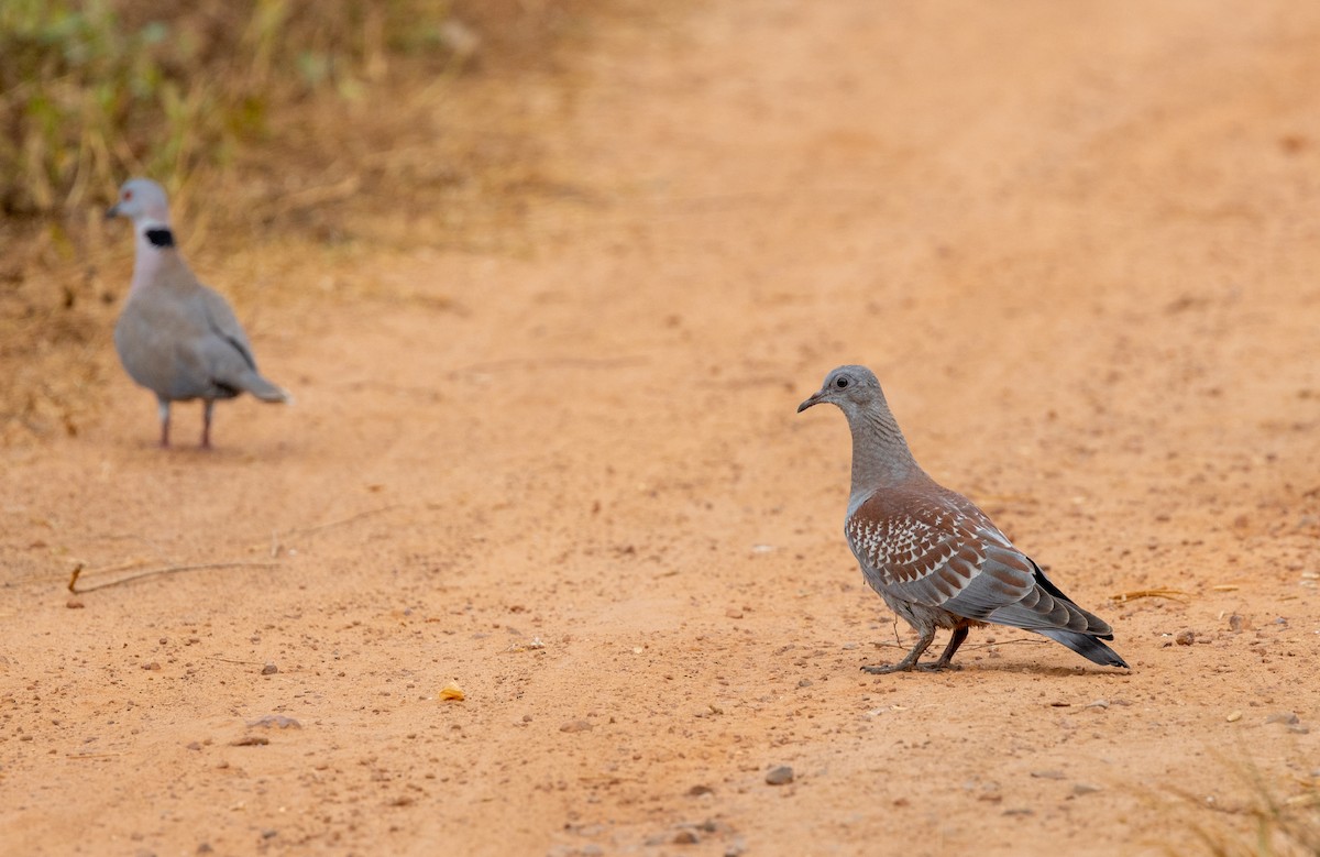 Speckled Pigeon - ML630063051