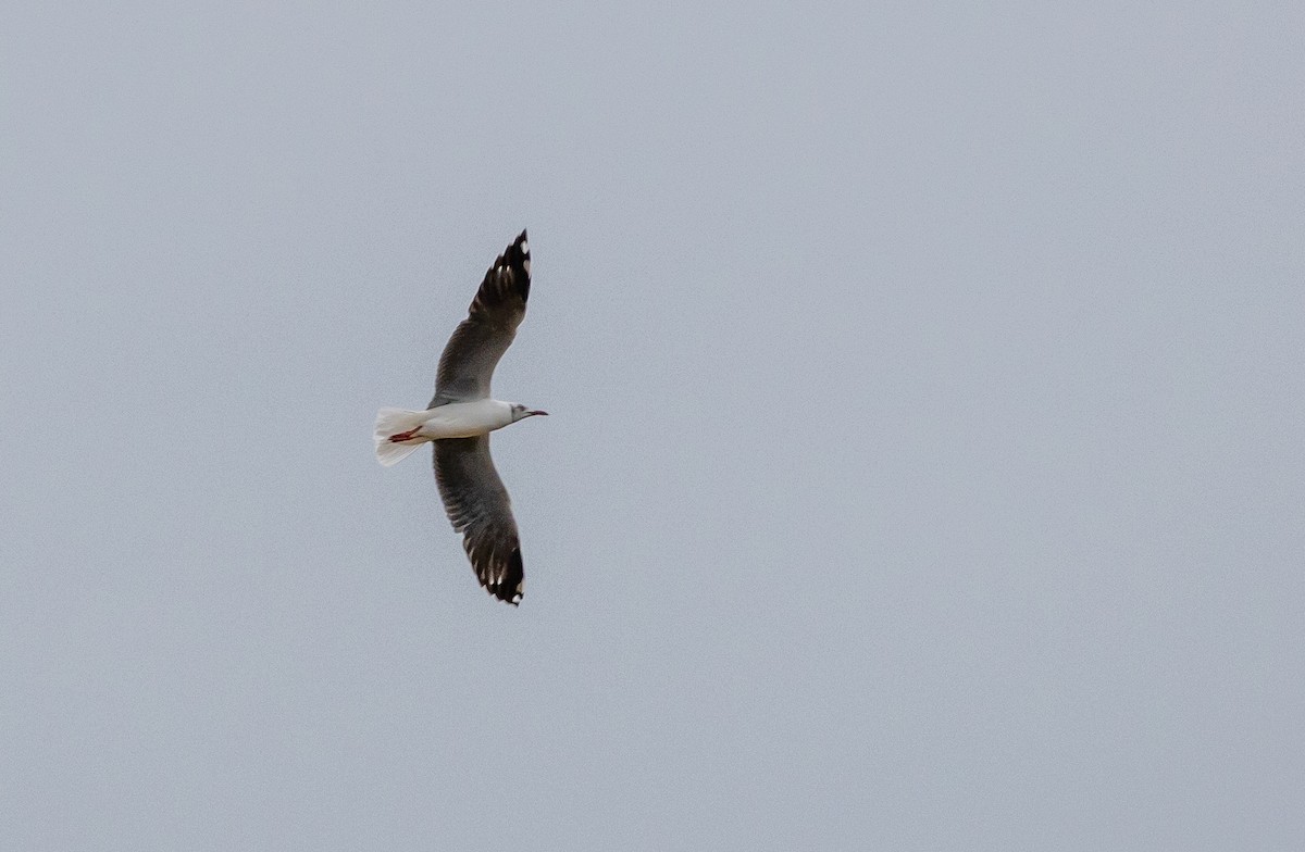 Gray-hooded Gull - ML630063060