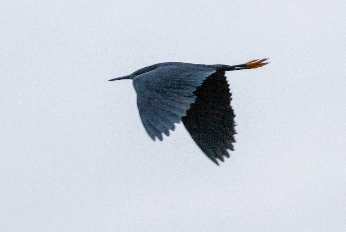 Black Heron - ML630063071
