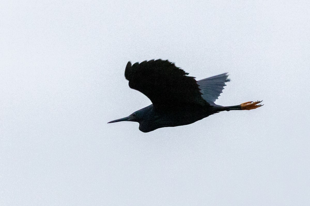 Black Heron - ML630063072
