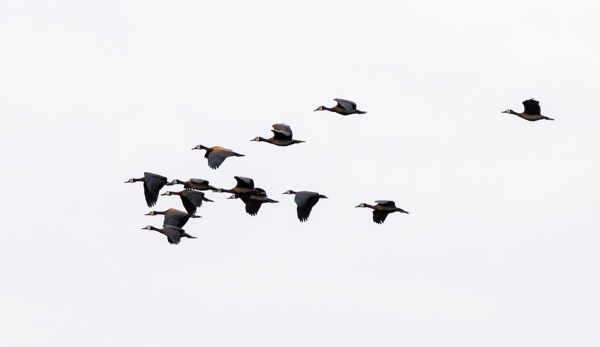 White-faced Whistling-Duck - ML630063084