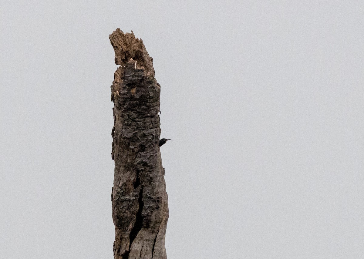 Black Scimitarbill - ML630063122