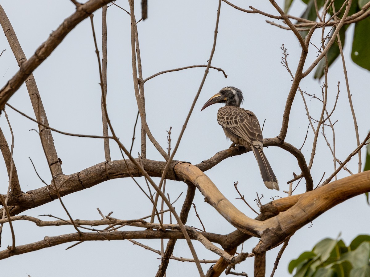 African Gray Hornbill - ML630063126