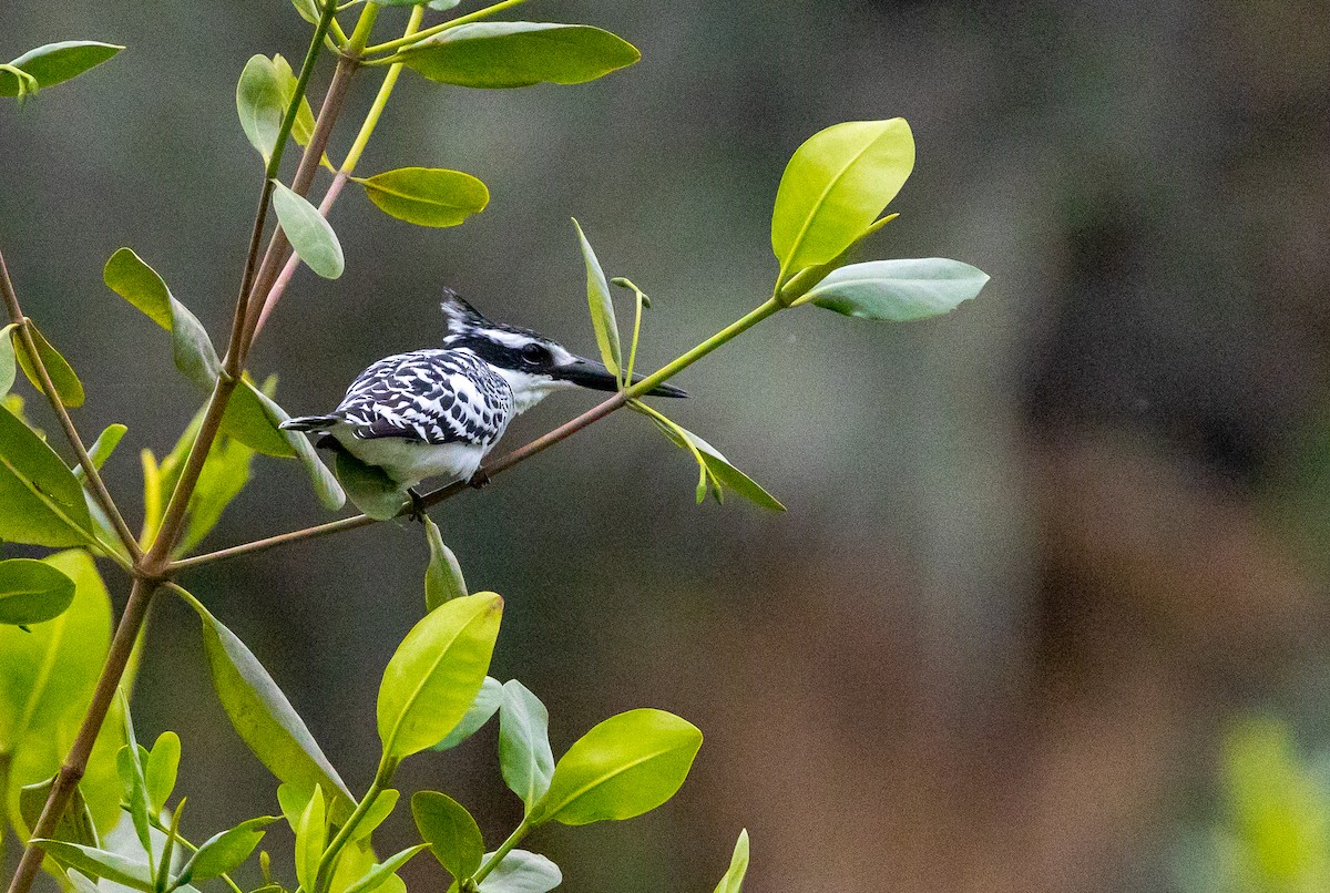 Pied Kingfisher - ML630063150