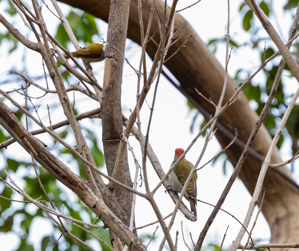 African Gray Woodpecker - ML630063170