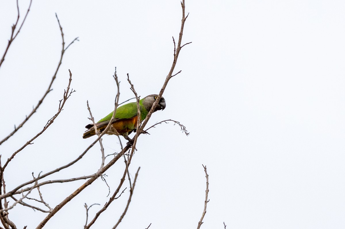 Senegal Parrot - ML630063178