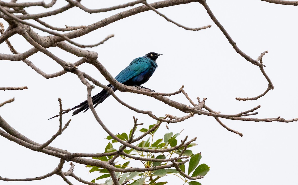 Long-tailed Glossy Starling - ML630063207