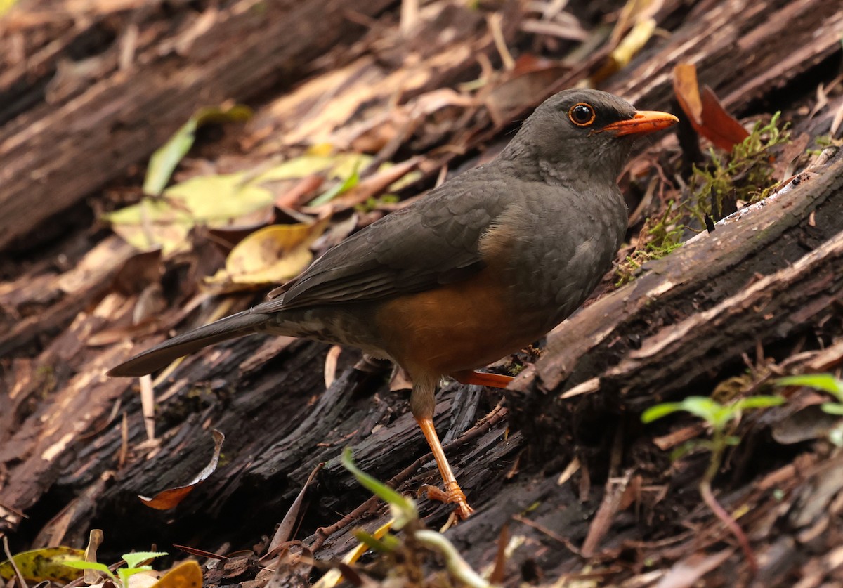 Abyssinian Thrush - ML630063351