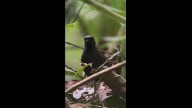 Rufous-capped Antthrush - ML630063642
