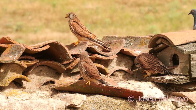 Lesser Kestrel - ML630063650