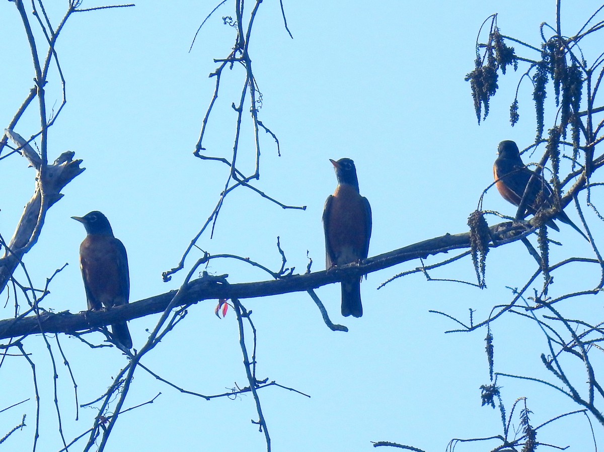 American Robin - ML630063703